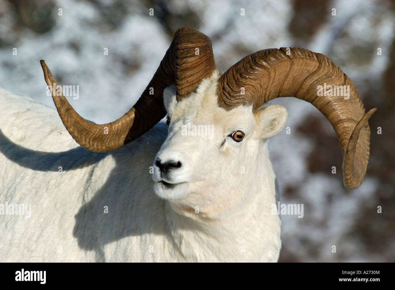 Dall sheep (Ovis dalli) Portrait in snowy landscape Denali Nationalpark Alaska USA Stock Photo