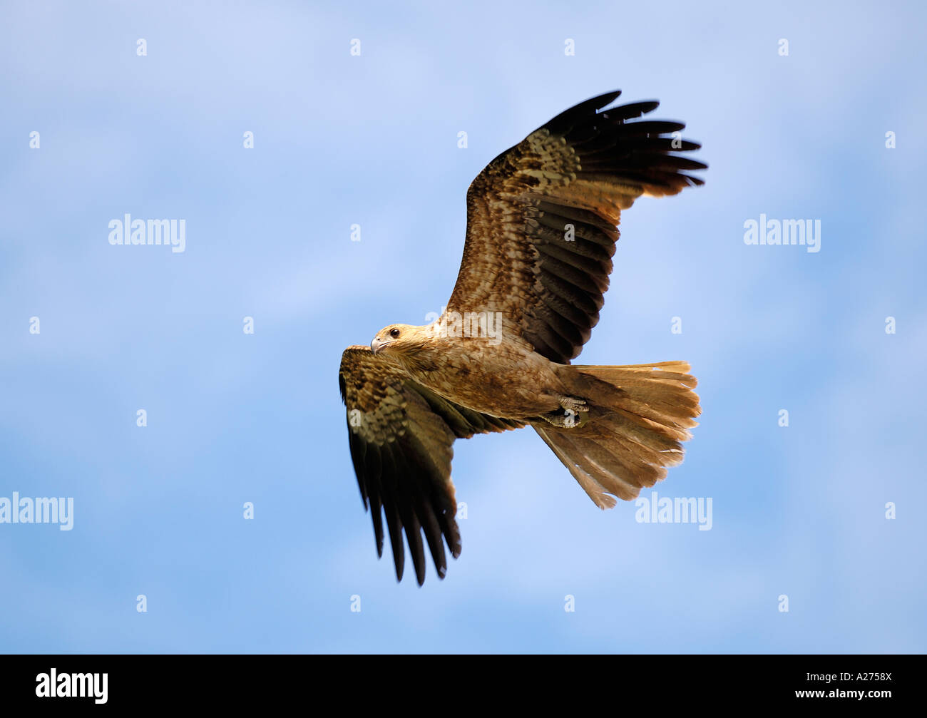 Whistling kite, Haliastur sphenurus Northern Territory, Australien
