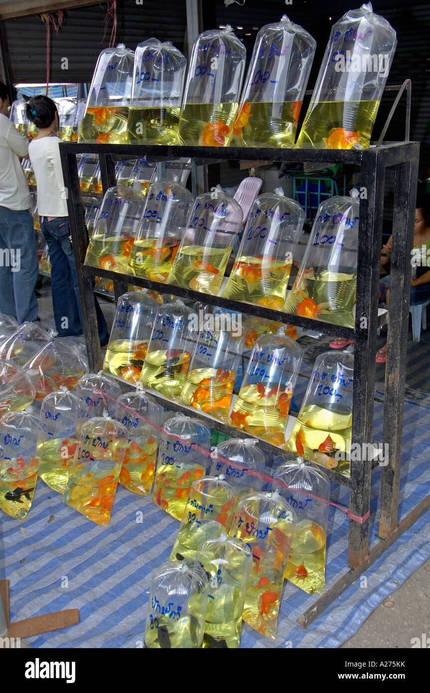 Packed Goldfish For Sale On Chatuchak Market In Bangkok Thailand Stock Photo Alamy