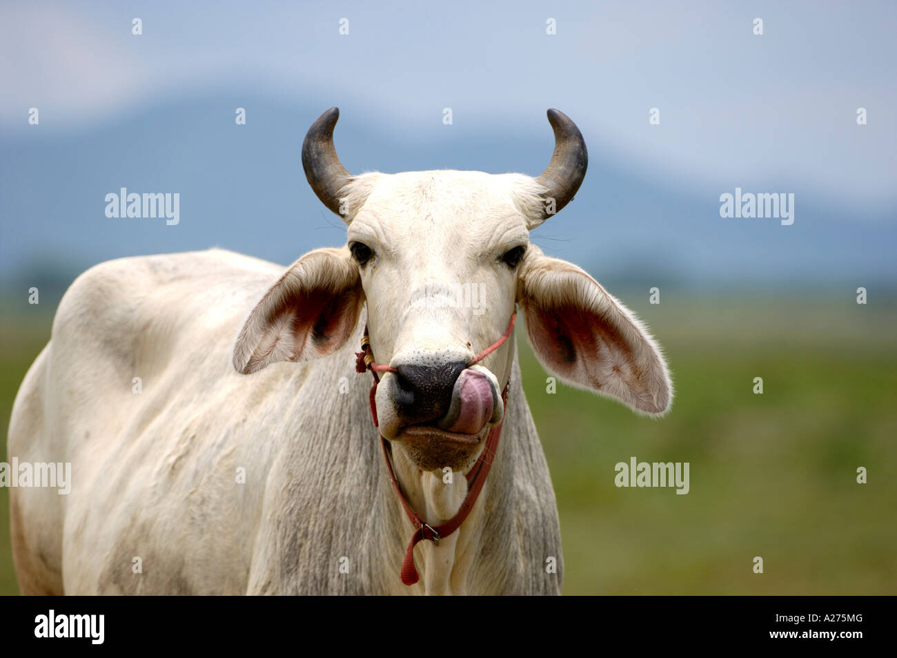 Zebu cattle in norththailand Stock Photo