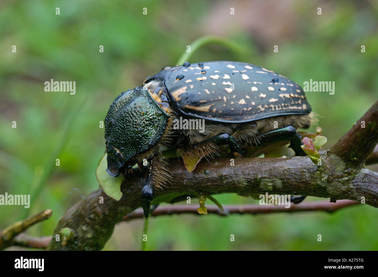 標本 Cheirotonus formosanus 54mm no.4 rare cheirotonus formosanus taiwan | eBay