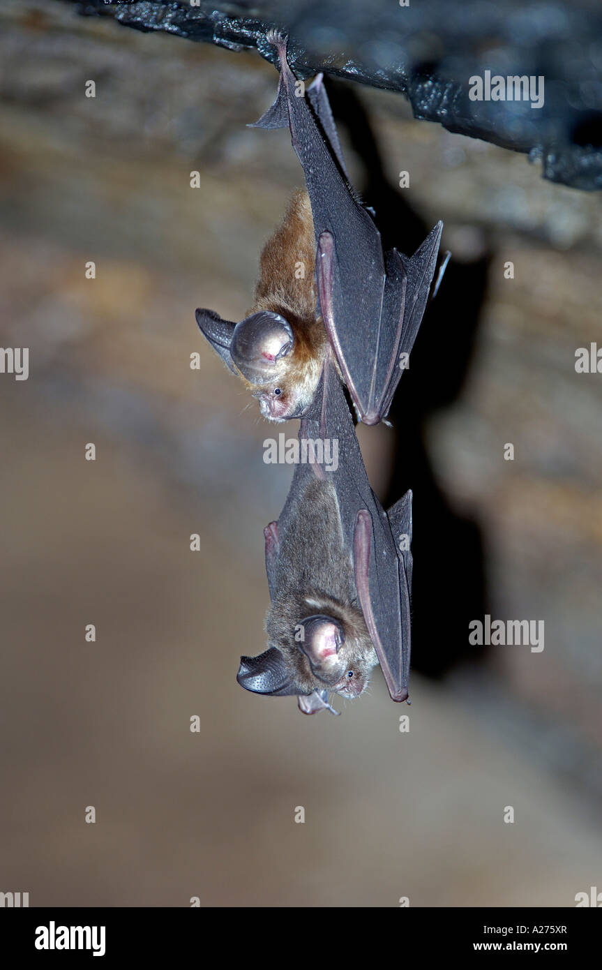The bat flying speedy out of the cave Khao Chongpran. 12463791 Stock Photo  at Vecteezy