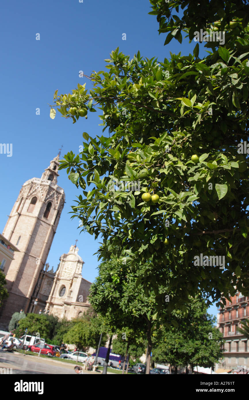 Valencia cathedral orange tree hi-res stock photography and images - Alamy