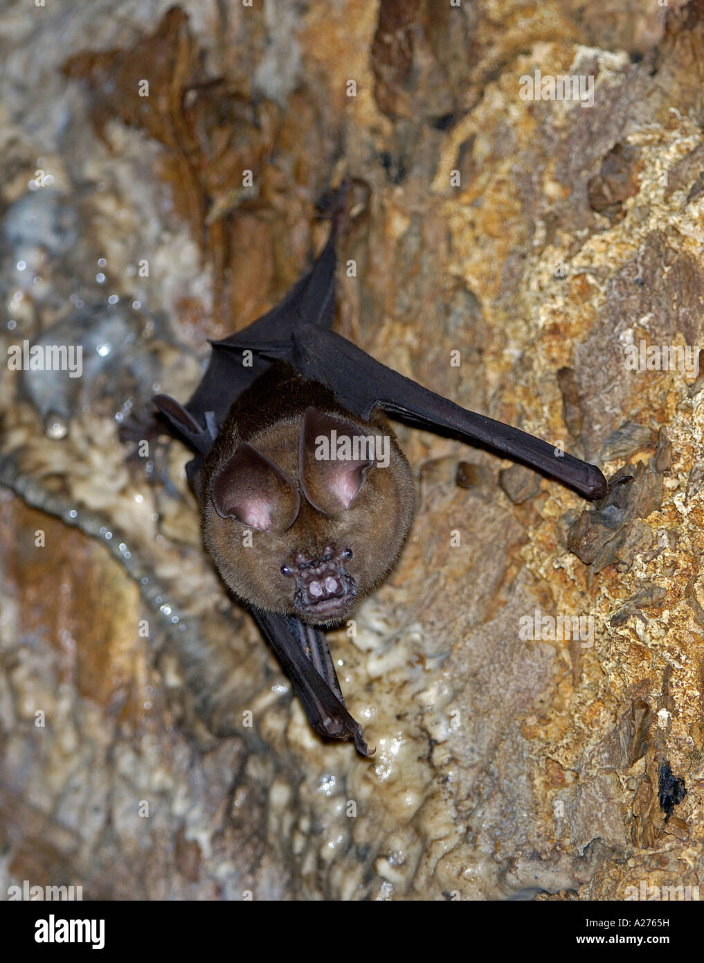 Horseshoe bat (Rhinolophus spec.) in a cave in Khao Yai National park