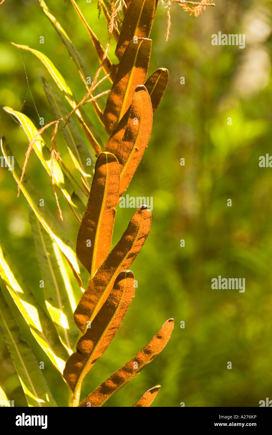 Giant Leather leatherleaf fern arostichum danaeifolium Stock Photo