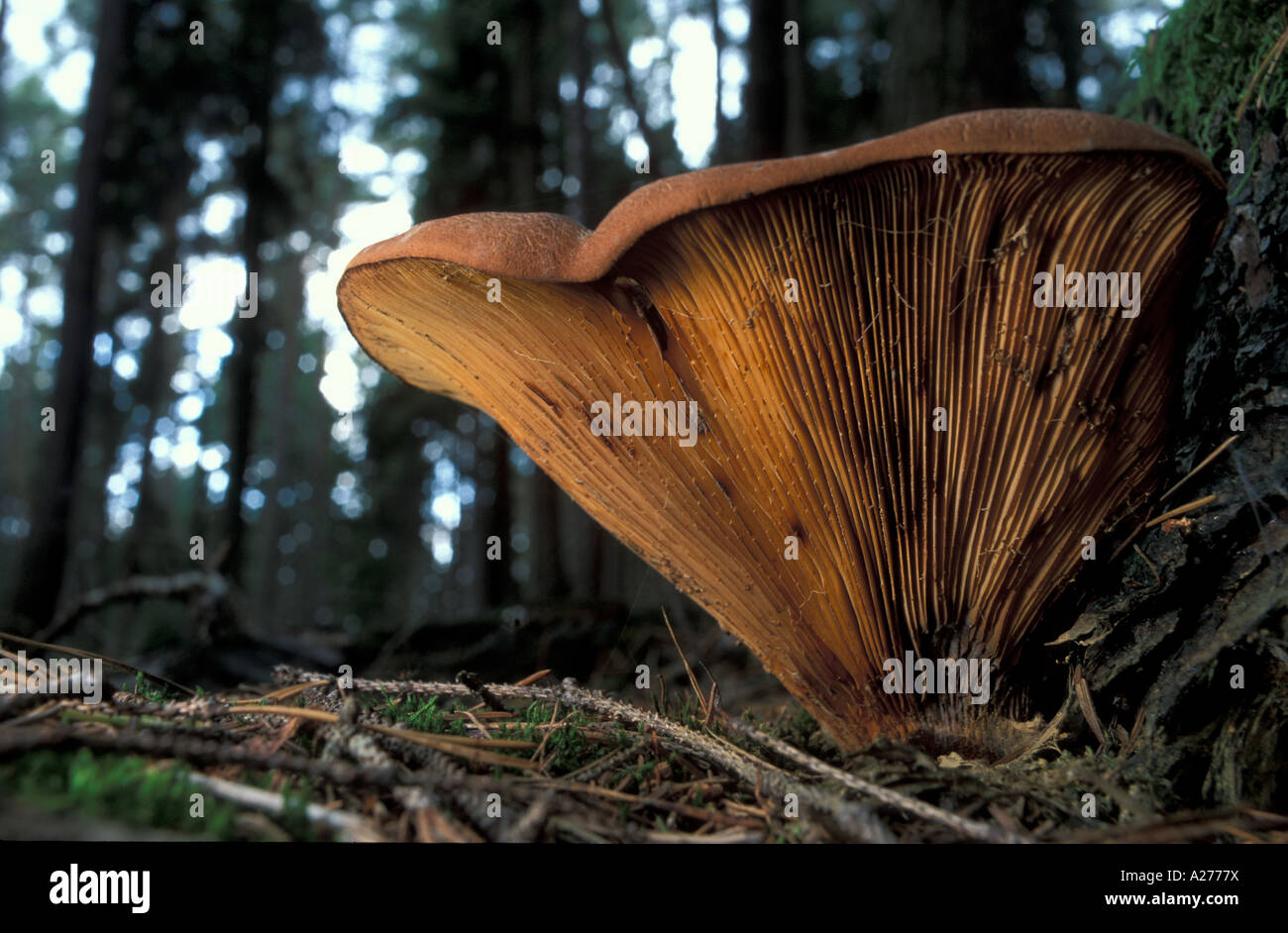 Velvet roll-rim (Paxillus atrotomentosus) Stock Photo