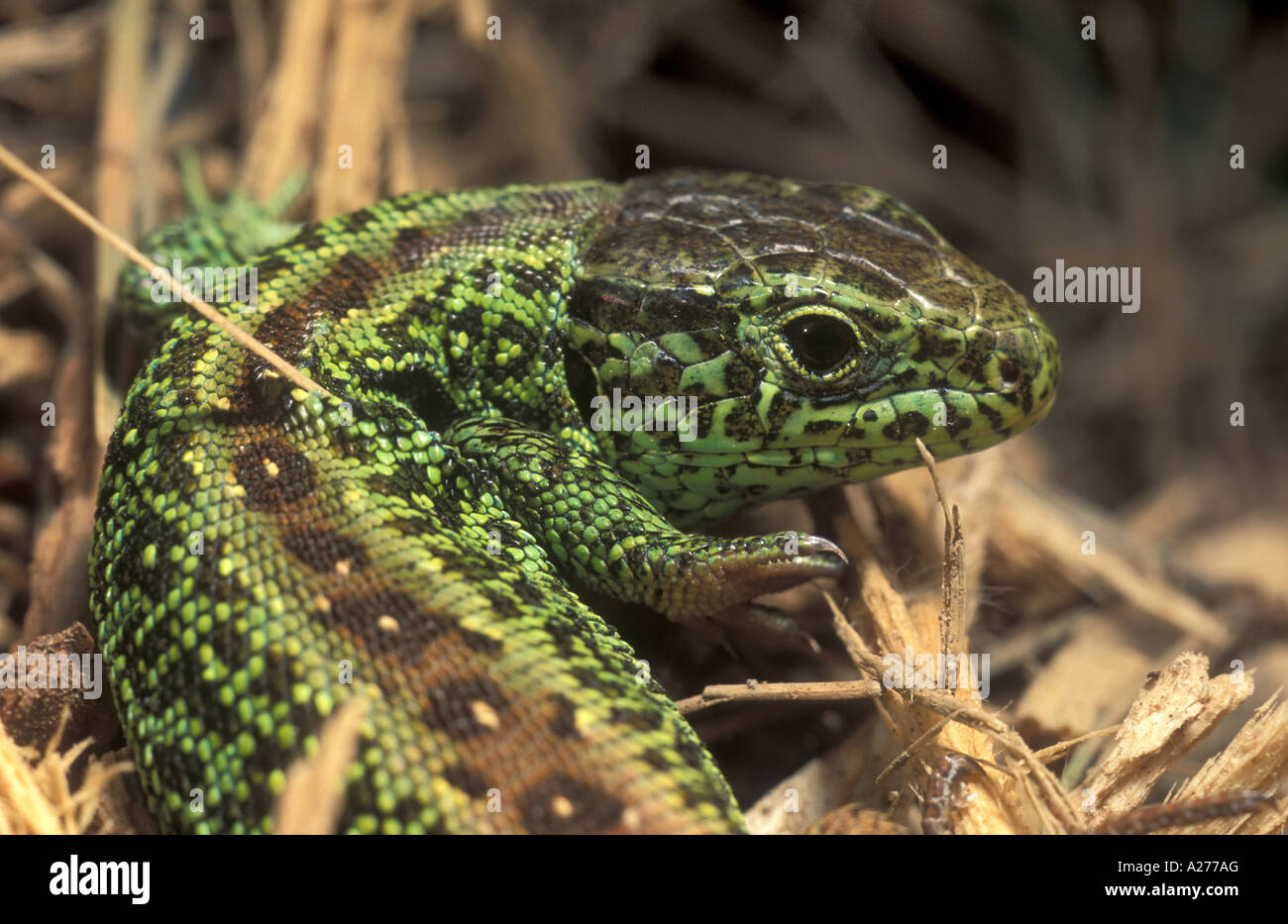 Sand Lizard (Lacerta agilis), male Stock Photo - Alamy