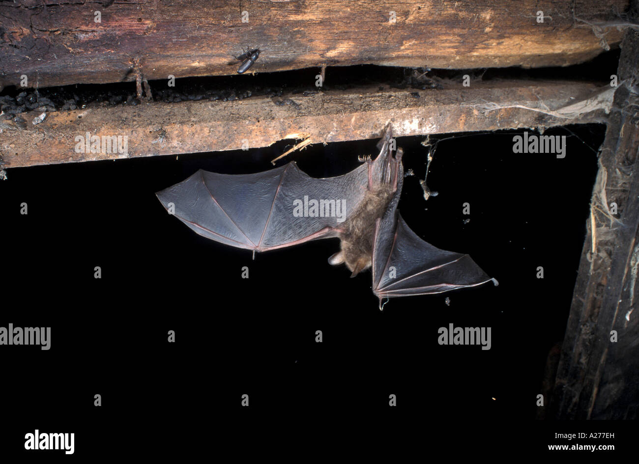 Natter's bat (Myotis nattereri) Stock Photo