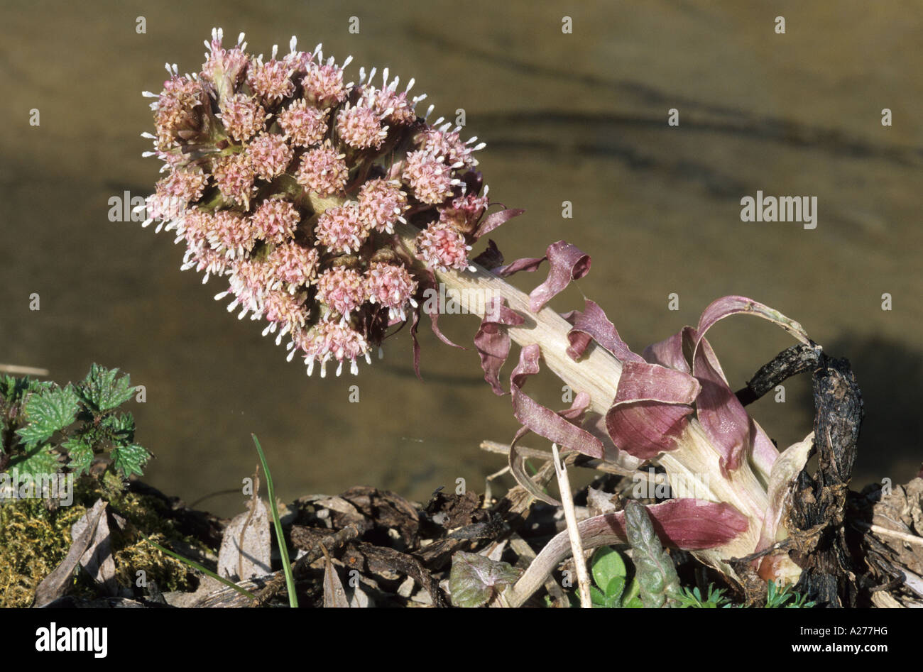 Common Butterbur (Petasites hybridus) Stock Photo