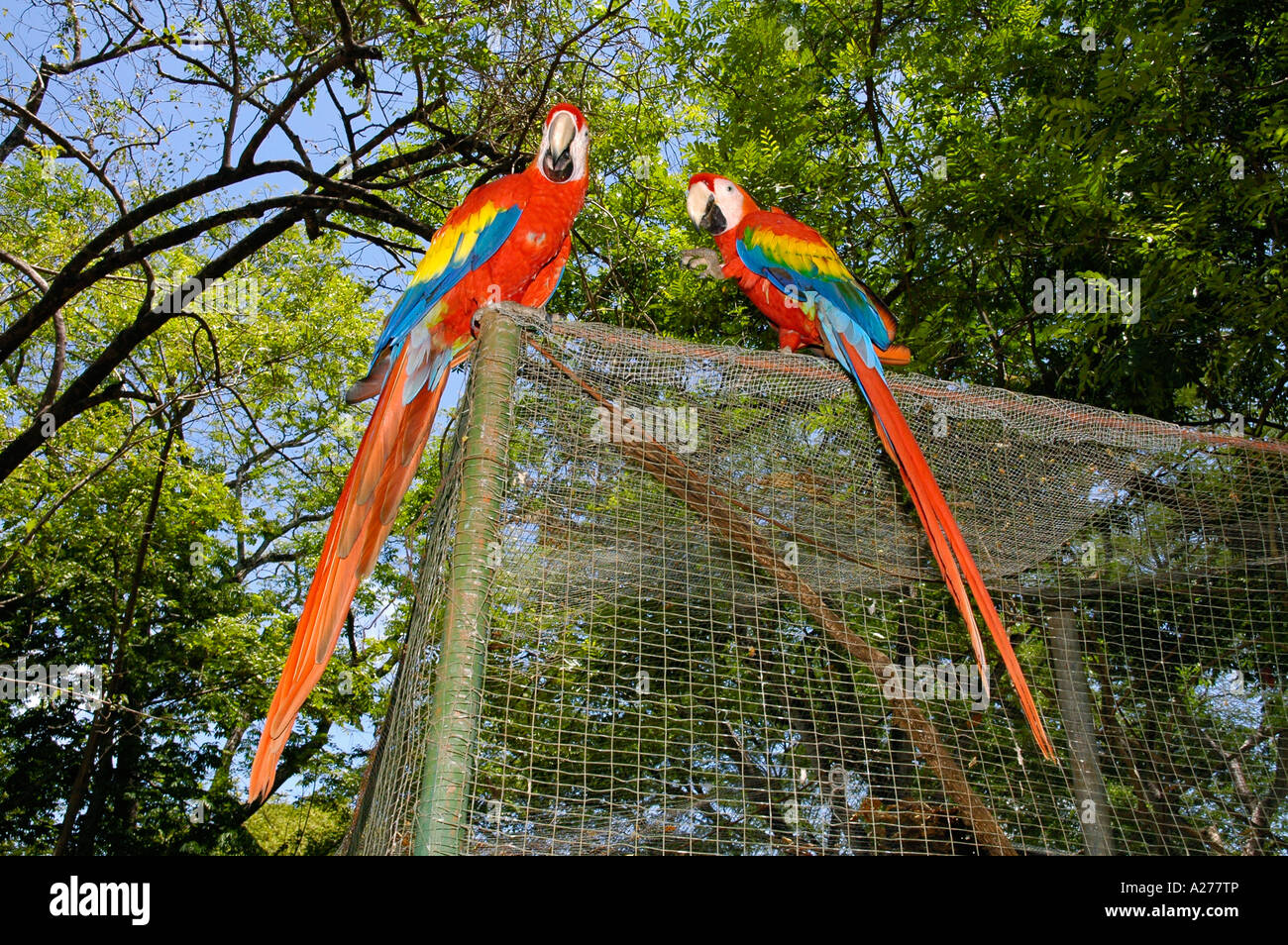 Scarlet Macaw couple on a cage in animal rescue center, Guanacaste Province, Costa Rica, Central America Stock Photo
