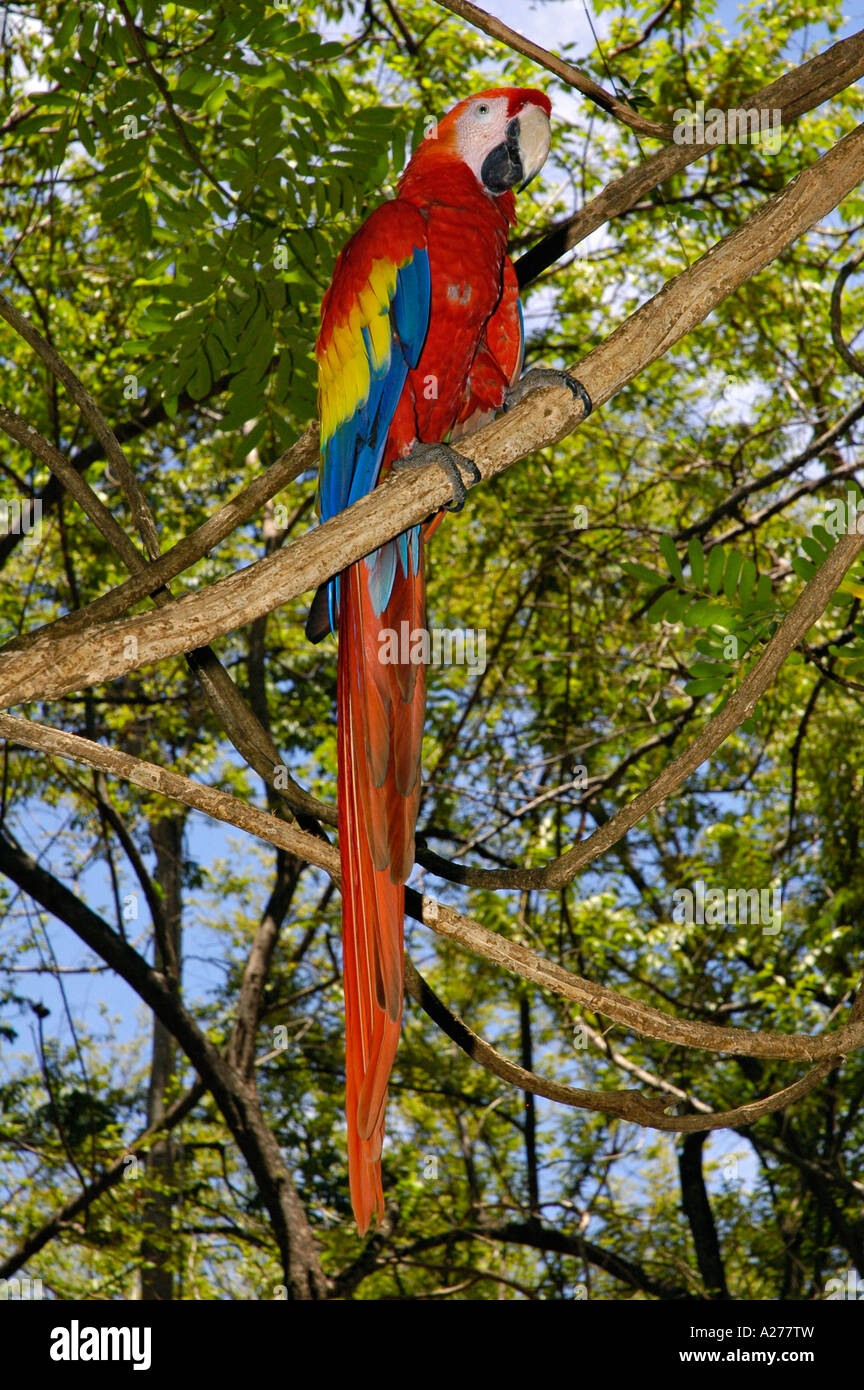 Scarlet Macaw on a branch in animal rescue center, Guanacaste Province