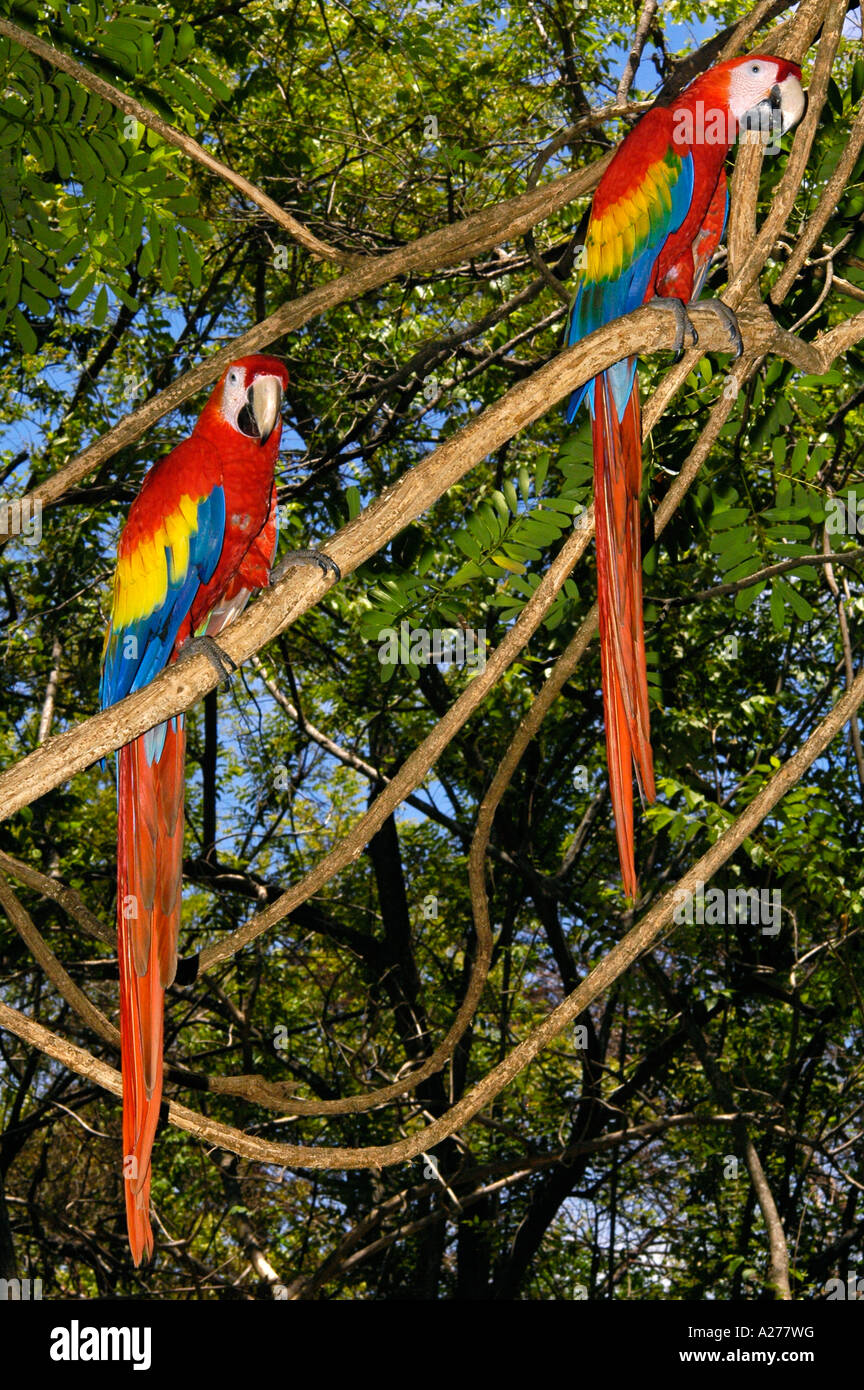 Scarlet Macaw couple on a branch in animal rescue center, Guanacaste Province, Costa Rica, Central America Stock Photo