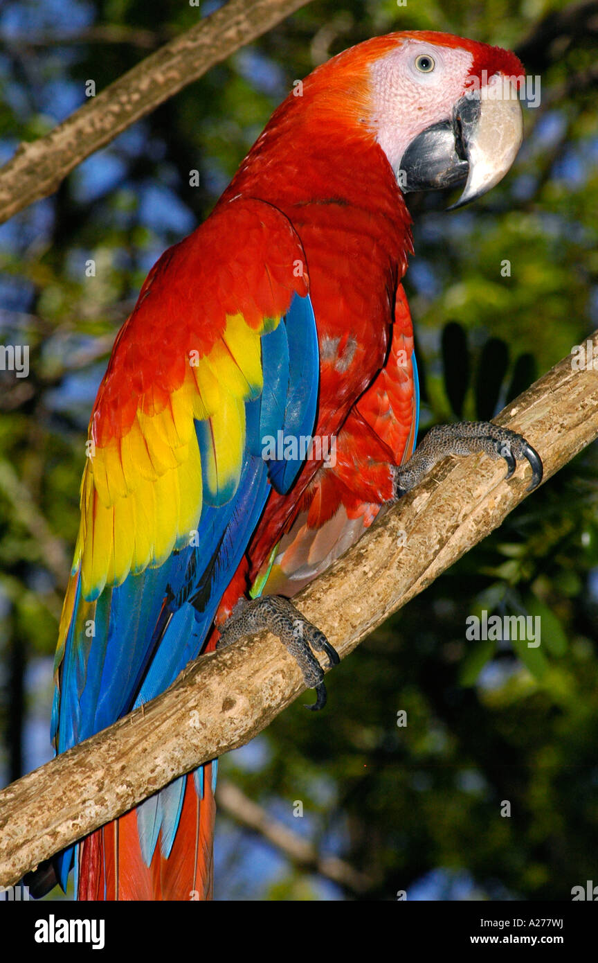 Scarlet Macaw on a branch in animal rescue center, Guanacaste Province, Costa Rica, Central America Stock Photo