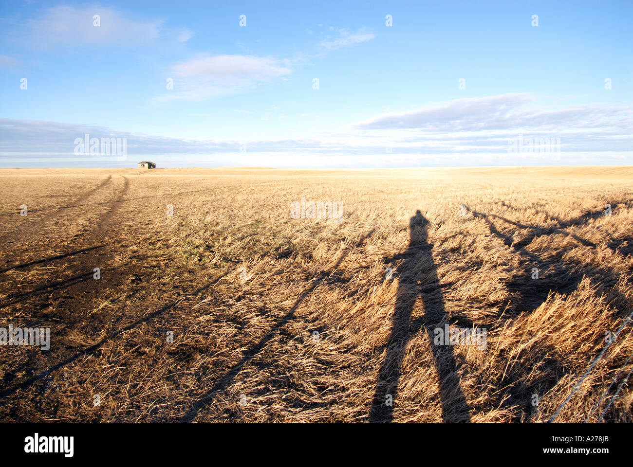 Lone abandoned farm house in prairies near Blood Indian Reserve near