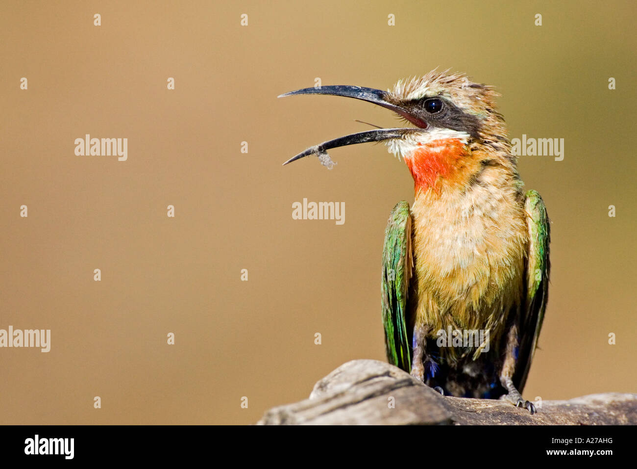 White-fronted Bee-eater (Merops bullockoides), Chobe River, Botswana ...