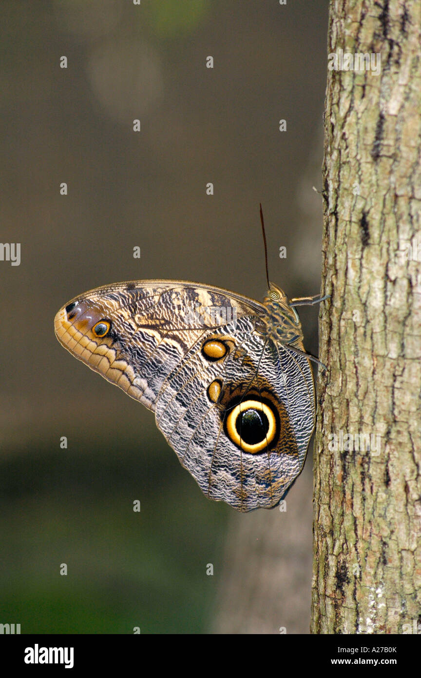Great Owl Butterfly, Costa Rica, Central America Stock Photo