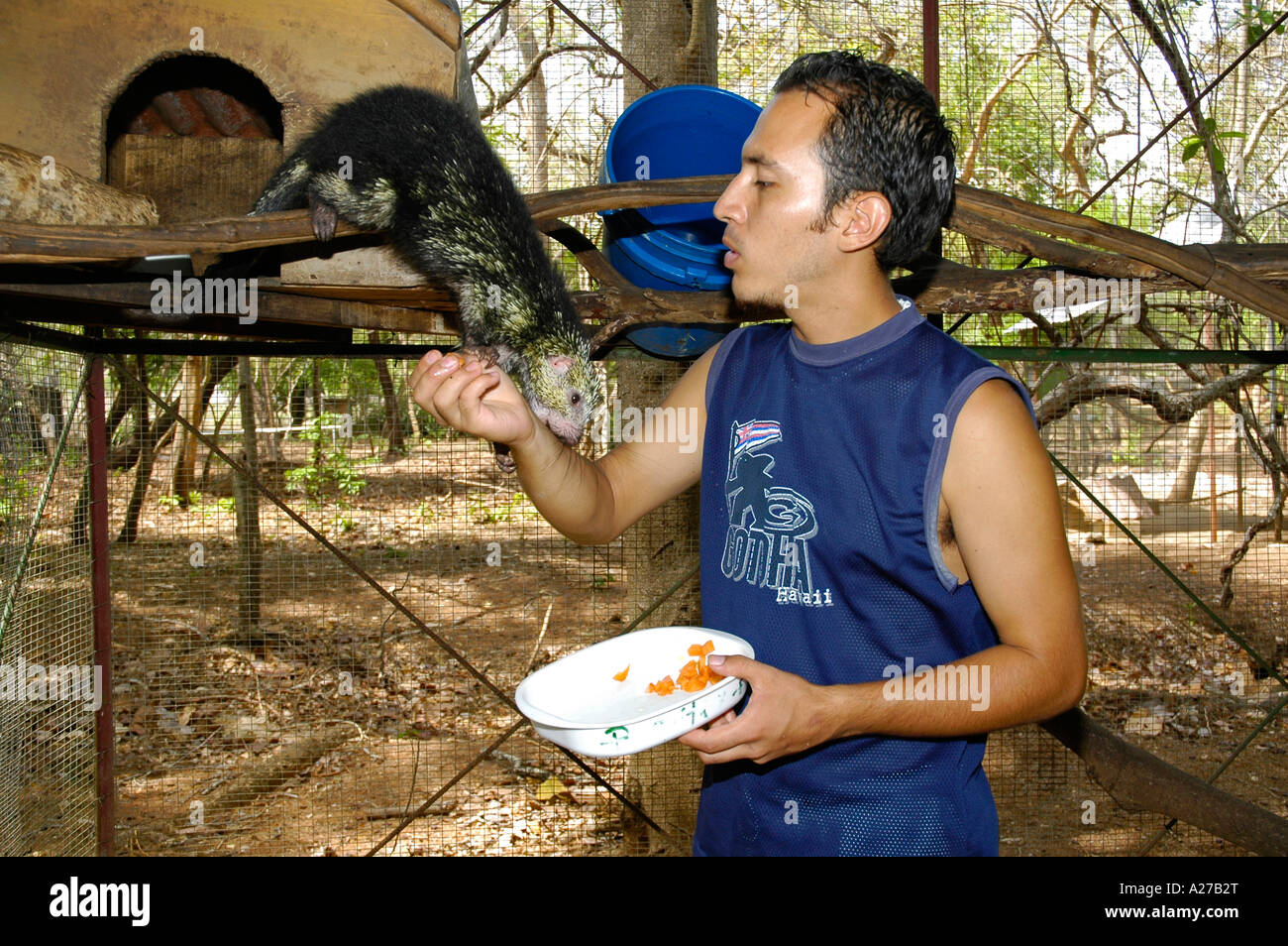 Attendant feeding Mexican Hairy Porcupine, Prehensile-tailed Porcupine ...