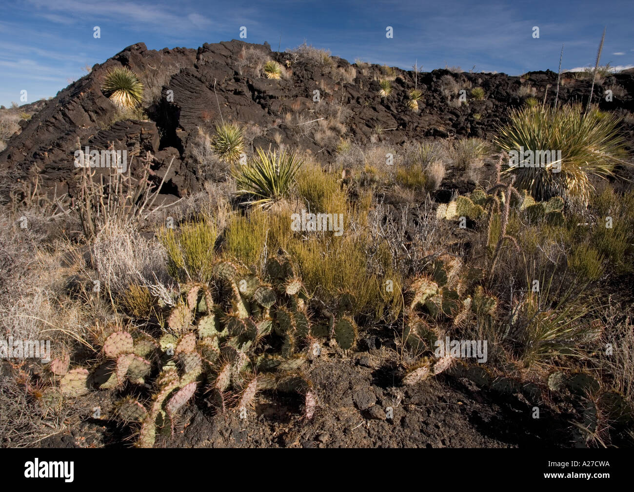 Desert vegetation on recent lava flow near Chorizozo New Mexico mainly prickly pears and Yuccas Stock Photo