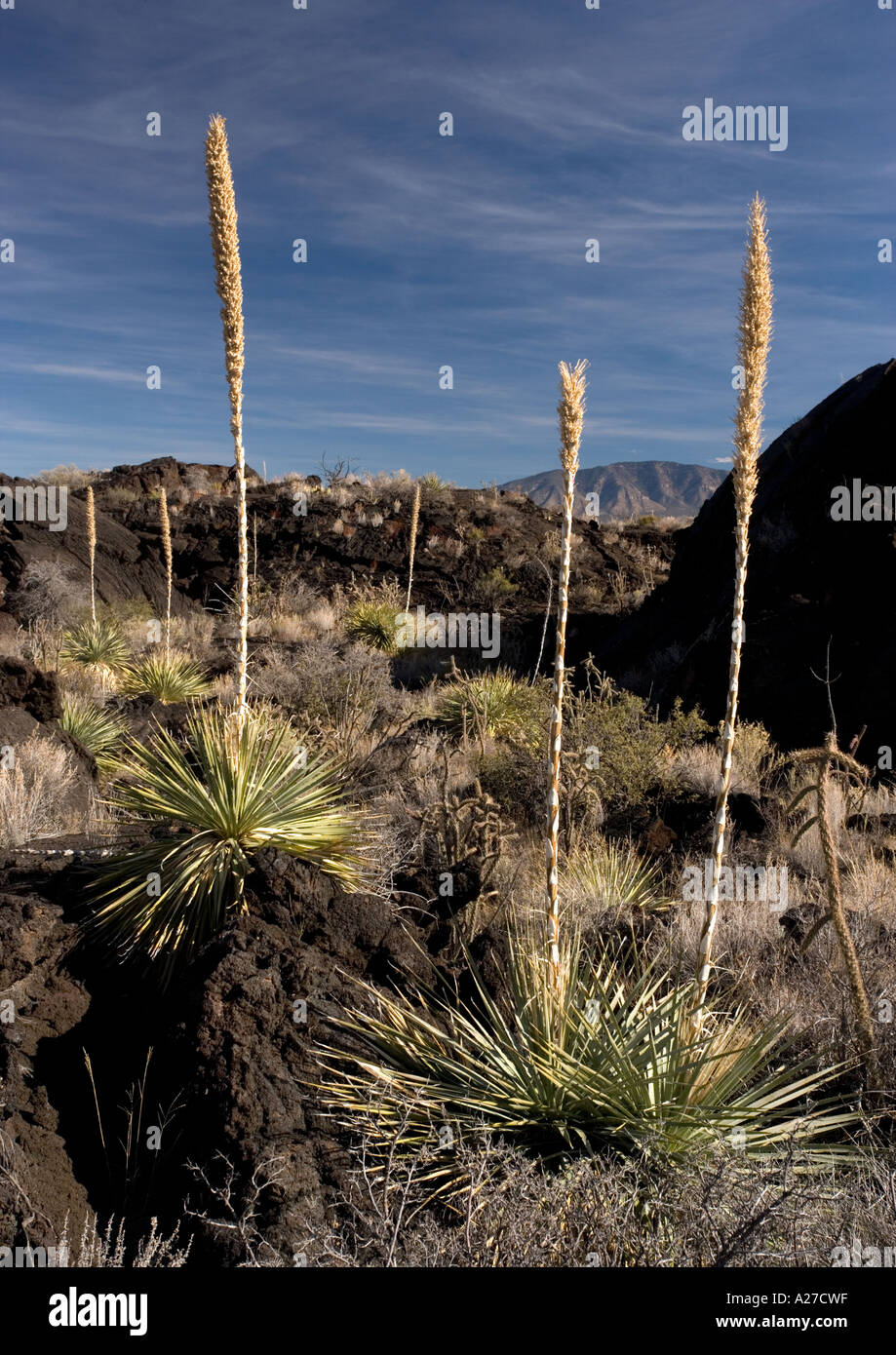 Sotol plants Dasylirion wheeleri on recent lava flow west of Chorizozo New Mexico Stock Photo