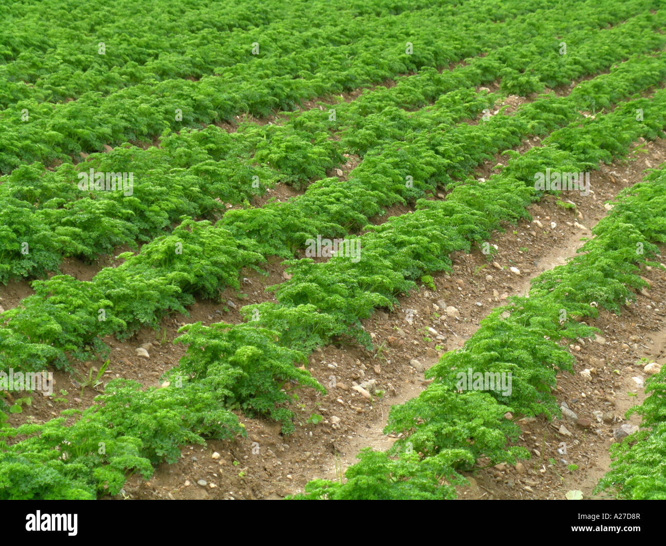 Cultivation of parsley on a field, rows of parsley plants Stock Photo Alamy