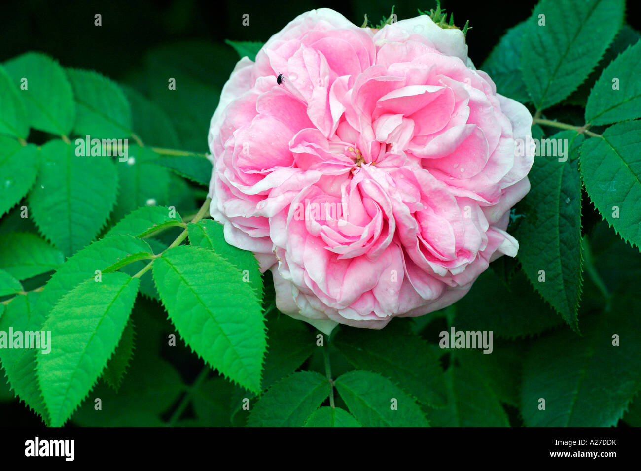 The queen of denmark hi-res stock photography and images - Alamy
