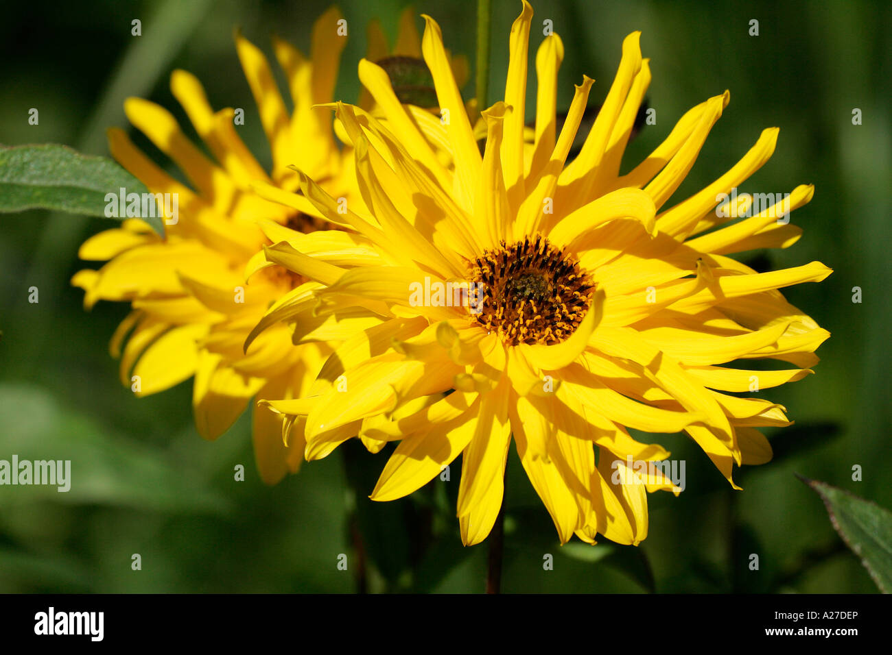 Sunflower (Helianthus pauciflorus Miss Melisch) (Helianthus rigidus ...