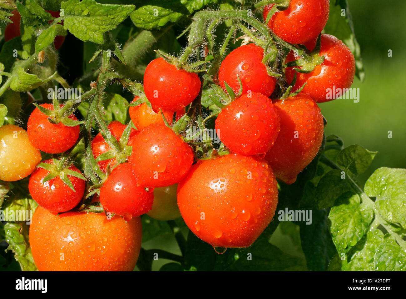Tomatoes - tomato Totem (Lycopersicon esculentum var. esculentum) (Solanum lycopersicum) Stock Photo