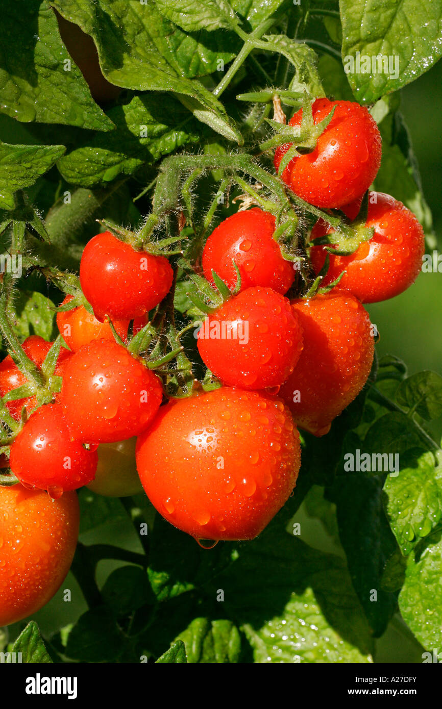 Tomatoes - tomato Totem (Lycopersicon esculentum var. esculentum) (Solanum lycopersicum) Stock Photo