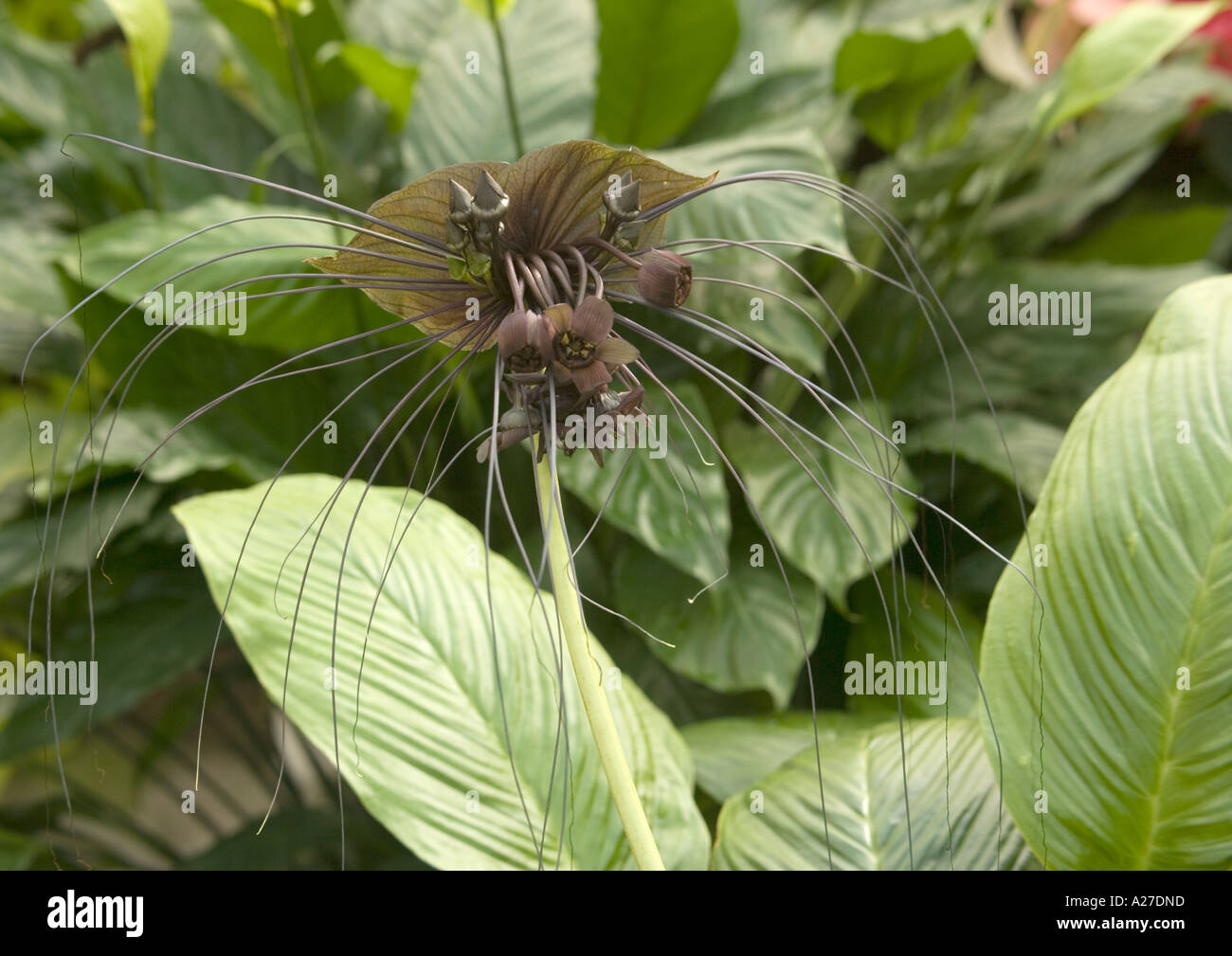 Flowers of bat flower or tiger whisker Tacca chantrieri from S E Asia Stock Photo