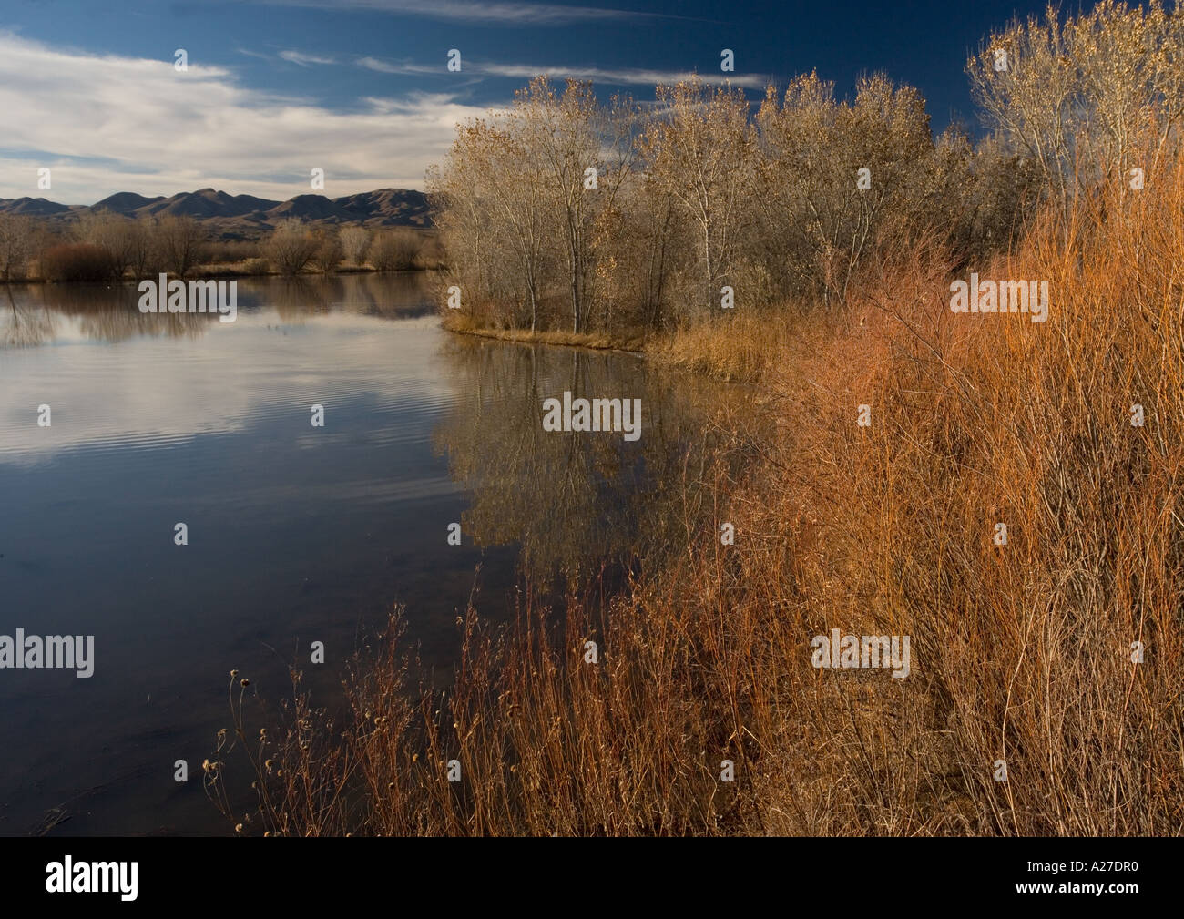 Wetland in Bosque del Apache National Wildlife Refuge in midwinter Stock Photo