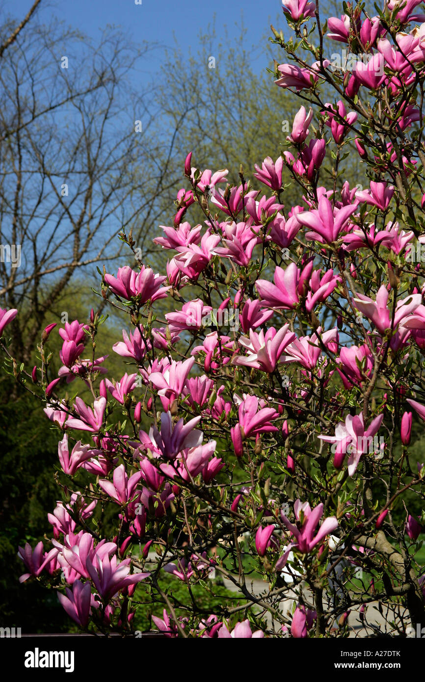 Magnolia - hybrid (Magnolia Heaven Scent) Stock Photo