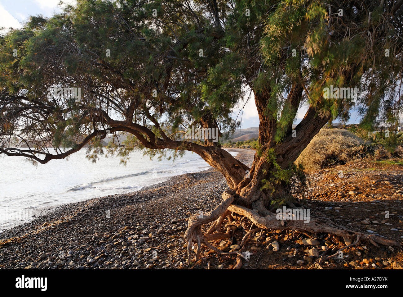 Old tamarisk (Tamarix africana) at Kouremenos beach near Palekastro, eastern Crete, Greece Stock Photo