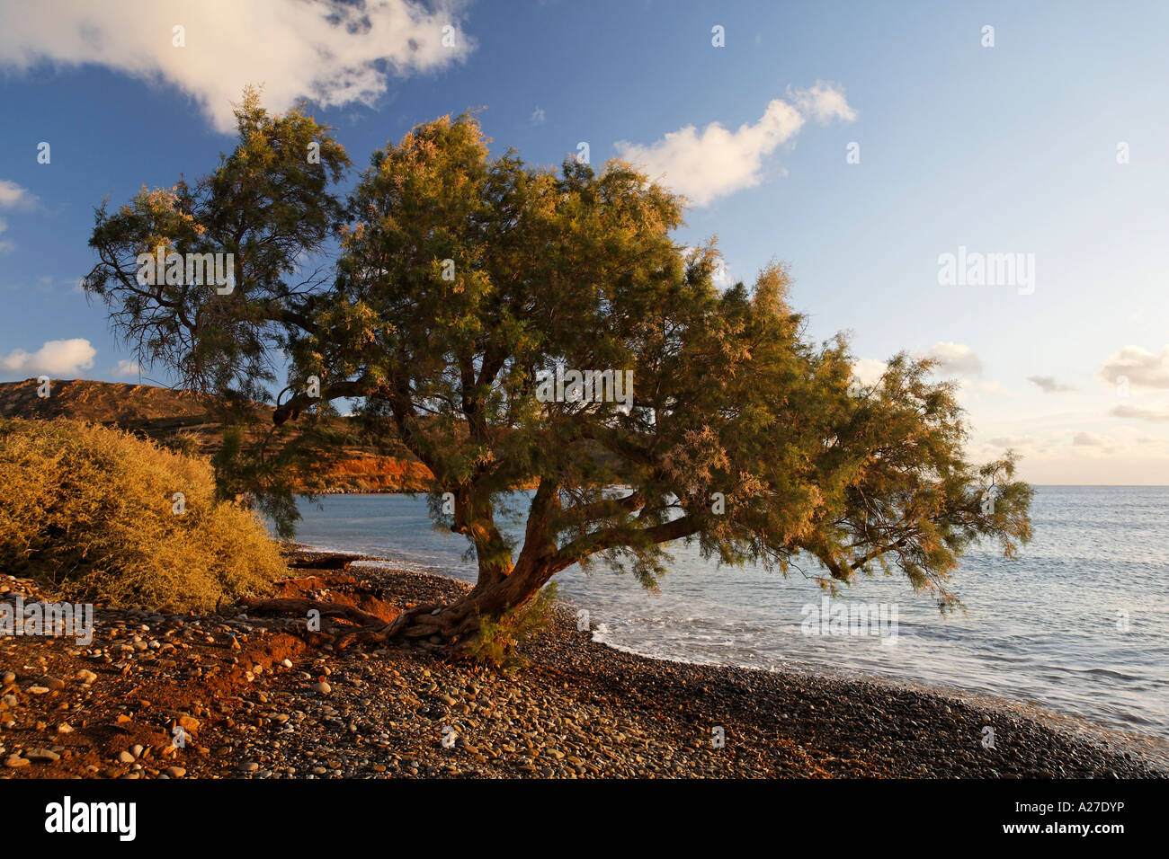 Old tamarisk (Tamarix africana) at Kouremenos beach near Palekastro, eastern Crete, Greece Stock Photo