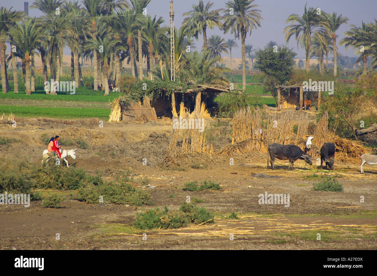 Egyptian farming scene hi-res stock photography and images - Alamy