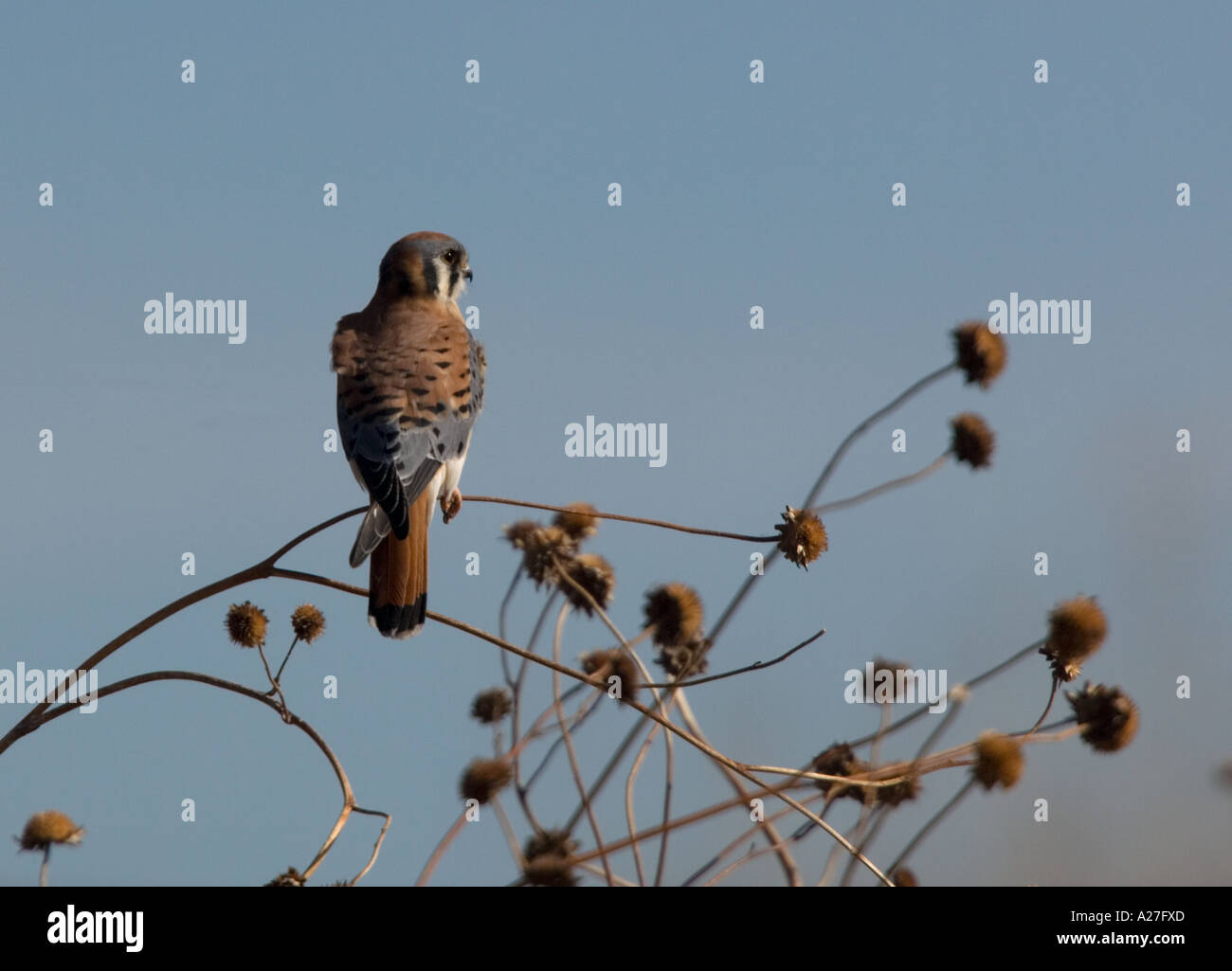 Adult male american kestrel Only weighs 4 ounces Stock Photo