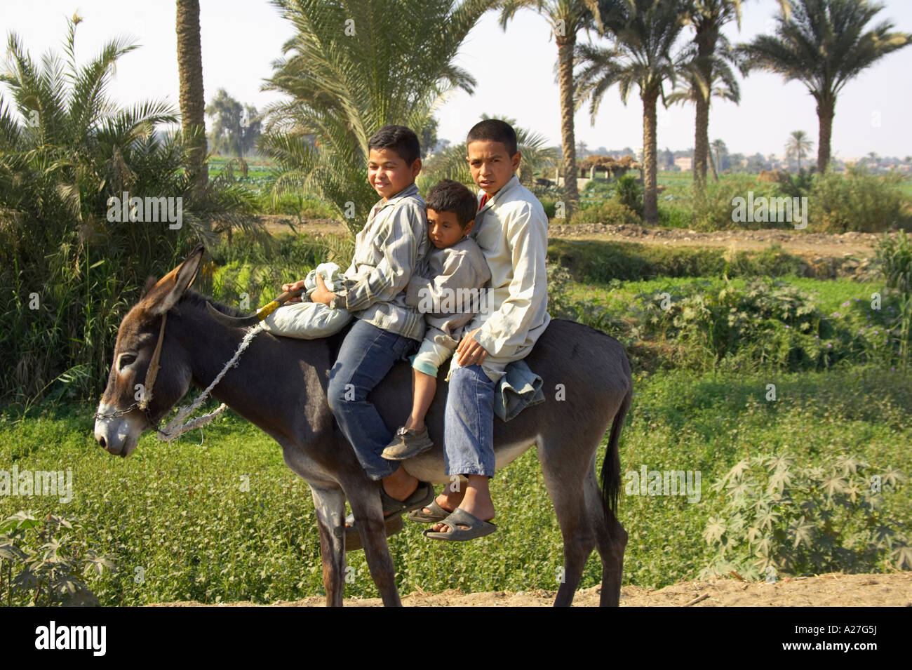 Three Egyptian Boys Riding on a Donkey in Egypt Stock Photo