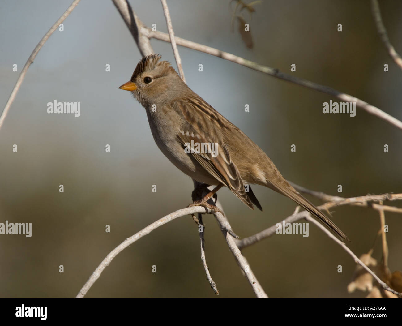 Harris's sparrow Zonotrichia querula in winter Stock Photo