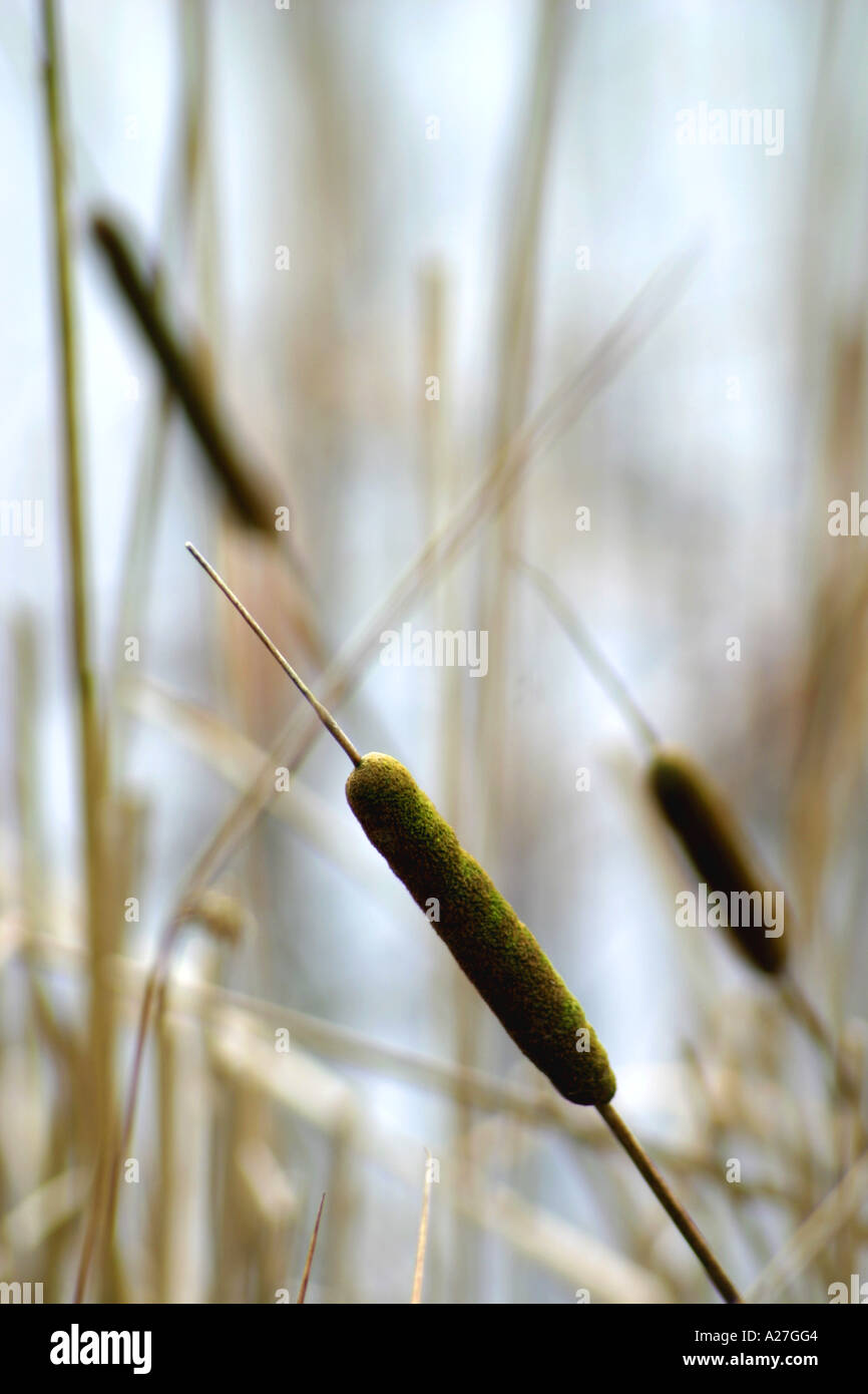 Reeds and conservation hi-res stock photography and images - Alamy