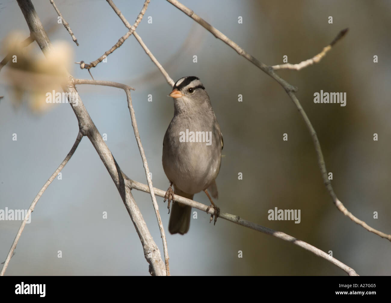 White crowned sparrow Zonotrichia leucophrys in winter Stock Photo