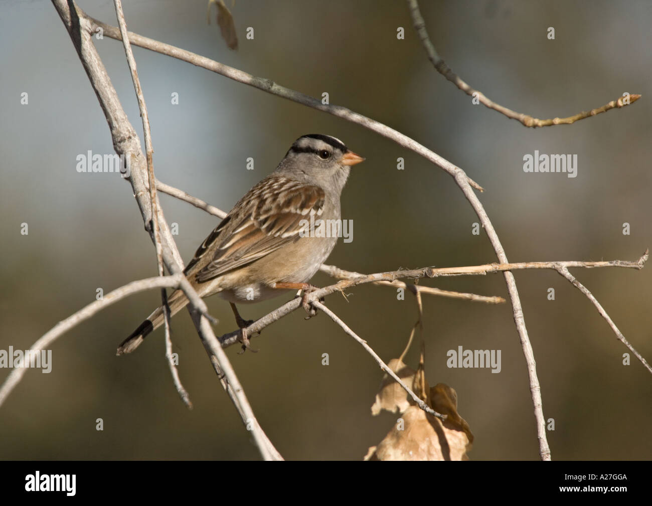 White crowned sparrow (Zonotrichia leucophrys) sitting on branch in winter, close-up Stock Photo