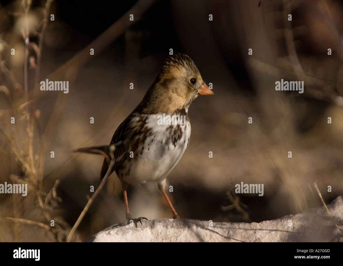 Harris's sparrow Zonotrichia querula in winter Stock Photo
