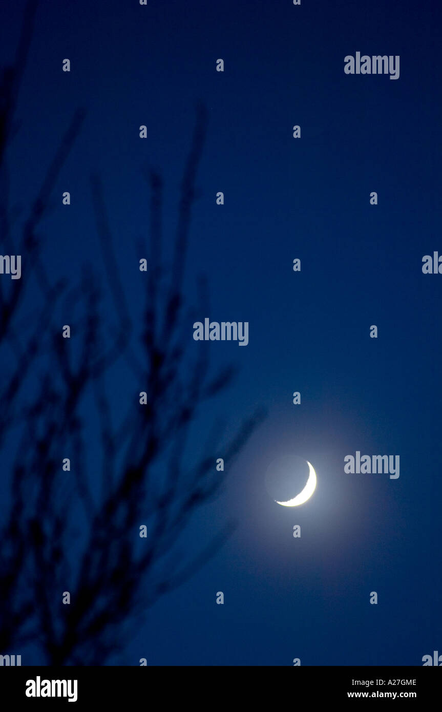 The ragged silhouette of a tree is faintly visible in a navy blue sky with the crescent moon hazily haloed Stock Photo