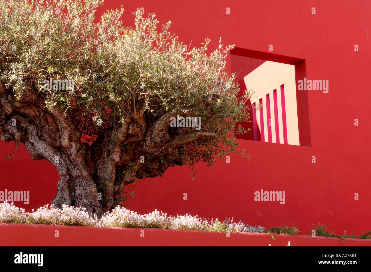 olive tree outside a Spanish villa designed by architects Legorreta&Legorreta Stock Photo