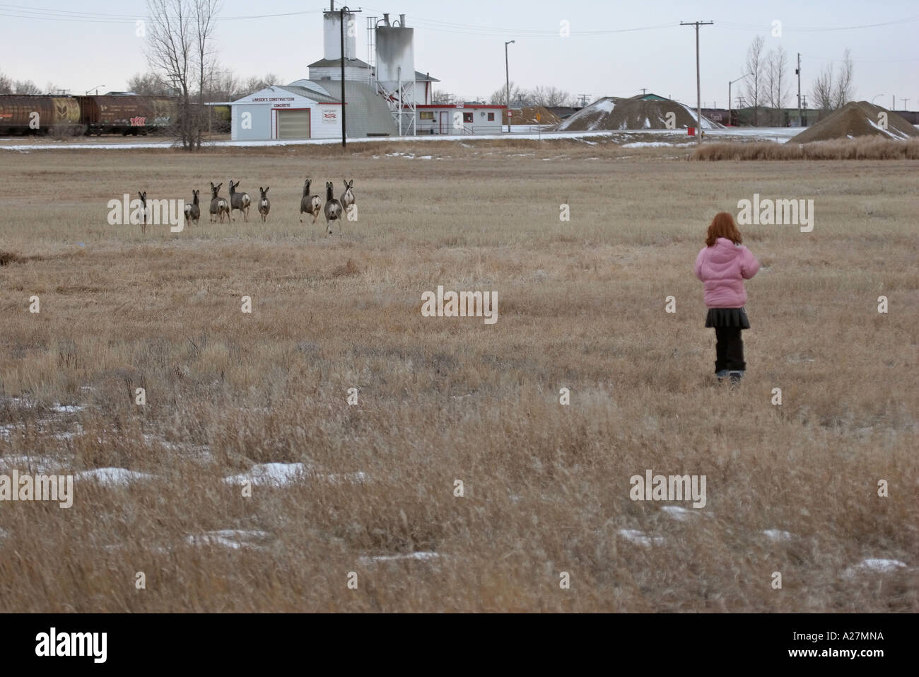 A young girl approaching a small herd of Mule on outskirts of Assiniboia in scenic Saskatchewan Canada Stock Photo