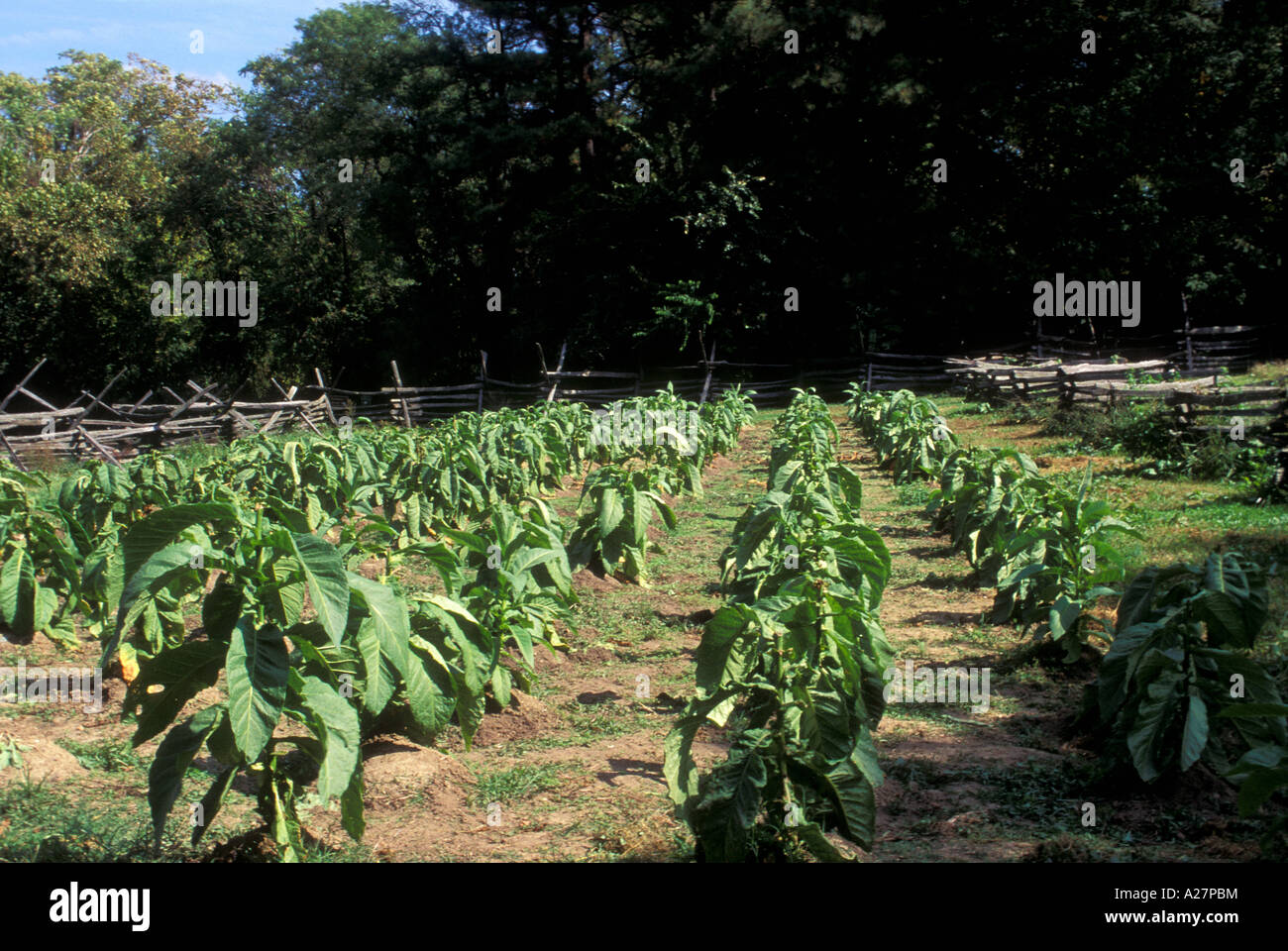 Tobacco plantation virginia hires stock photography and images Alamy