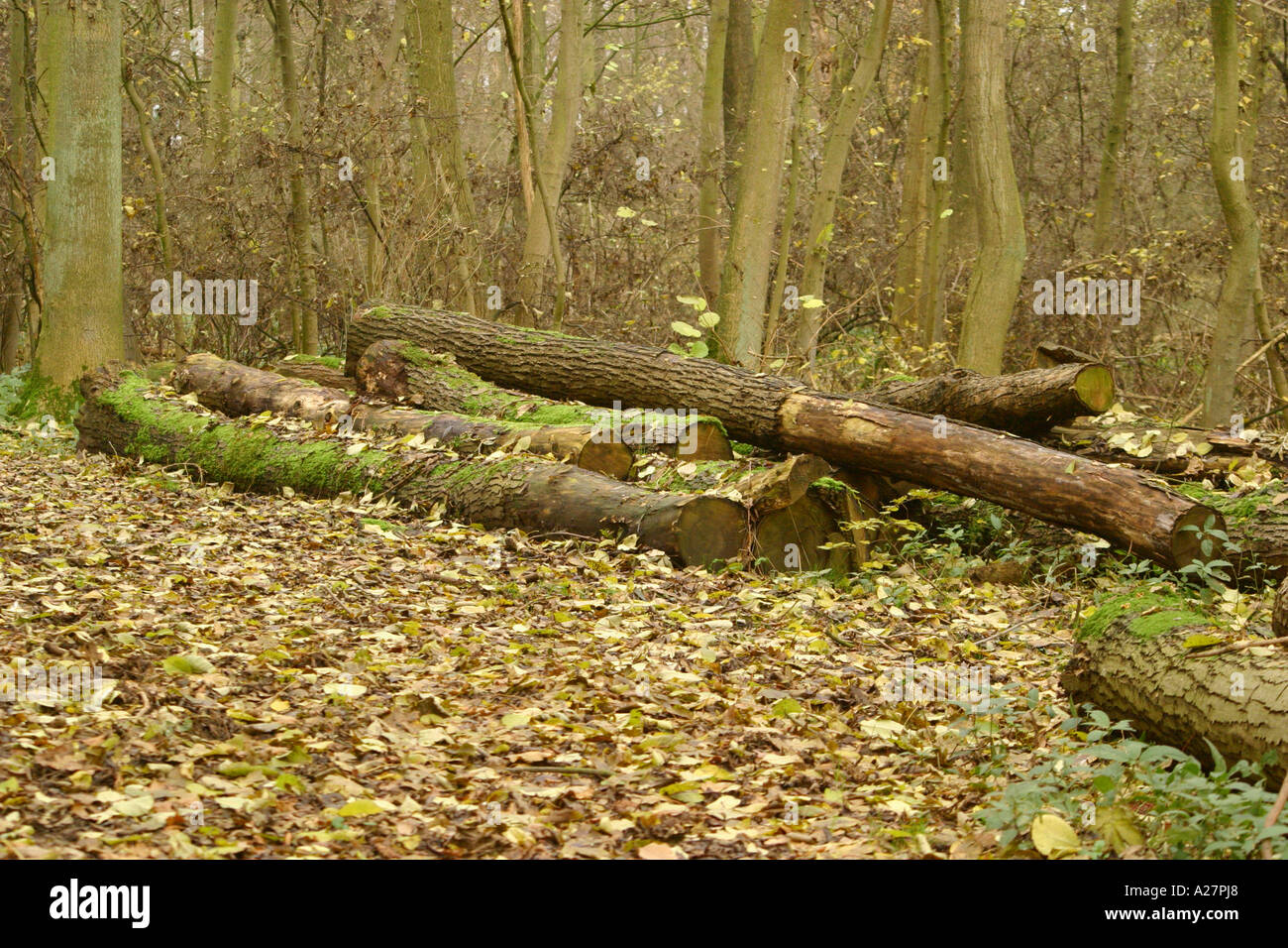 Log Pile in Wildlife Trust Woodland Providing Habitat Stock Photo