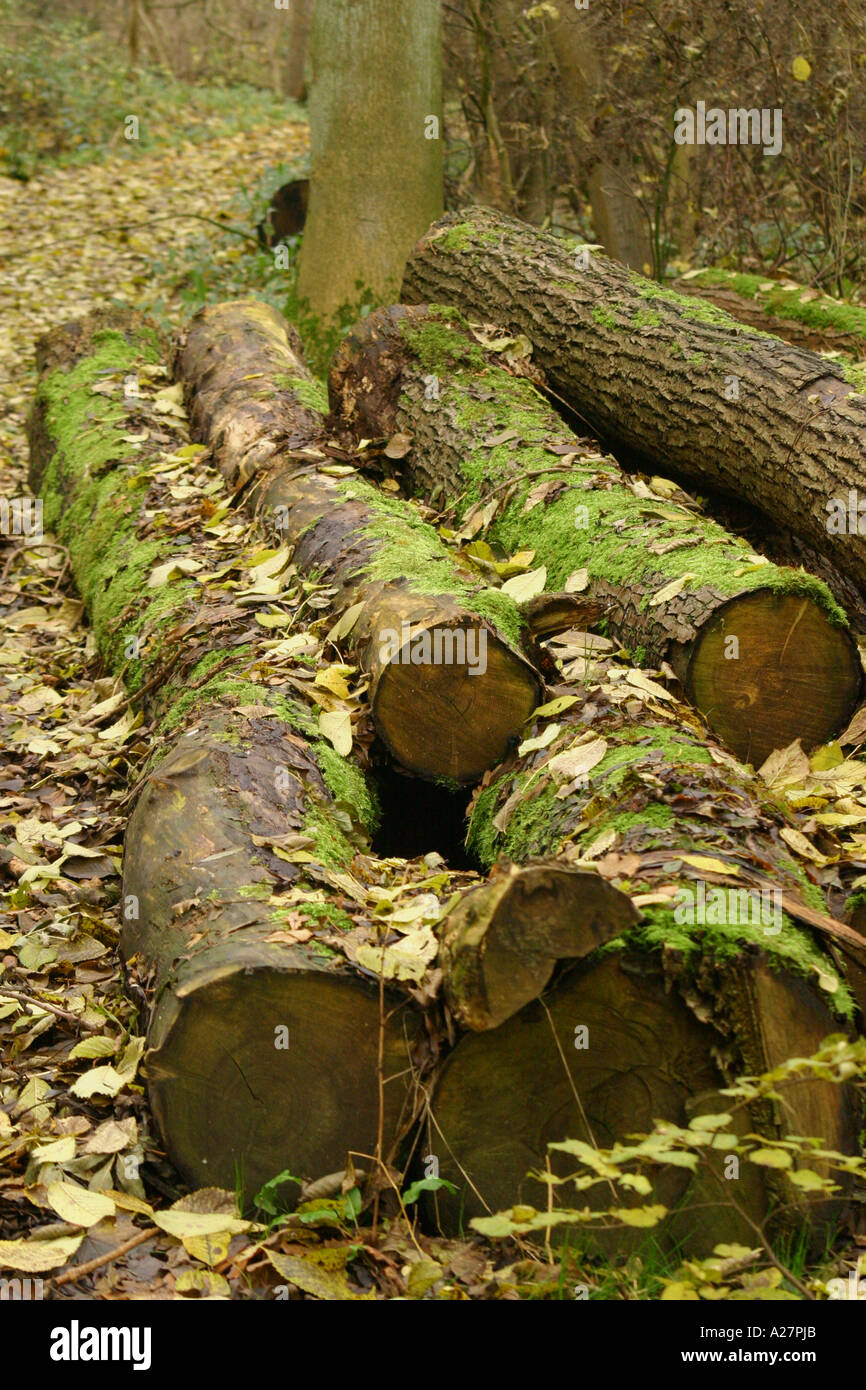 Log Pile in Wildlife Trust Woodland Providing Habitat Stock Photo