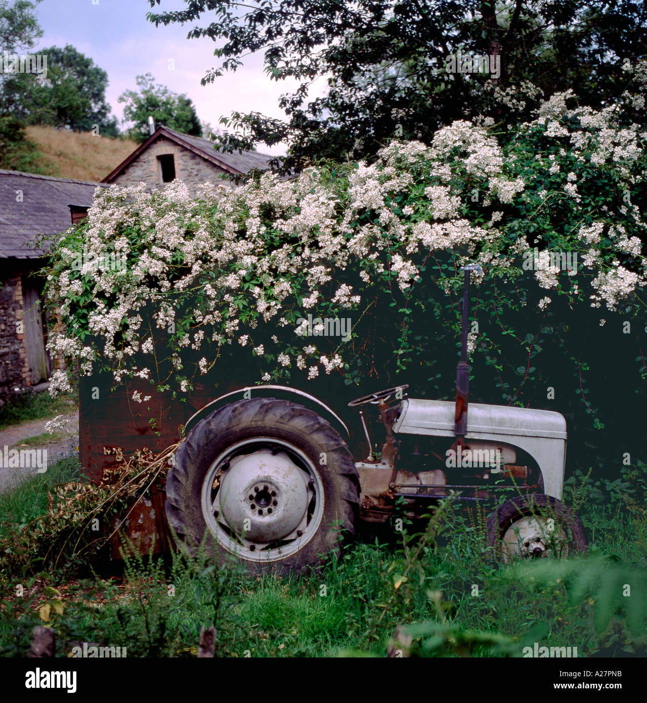 Rose filipes Kiftsgate roses rambling over a railway carriage shed next to an old Massey Ferguson tractor in Carmarthenshire Wales UK   KATHY DEWITT Stock Photo