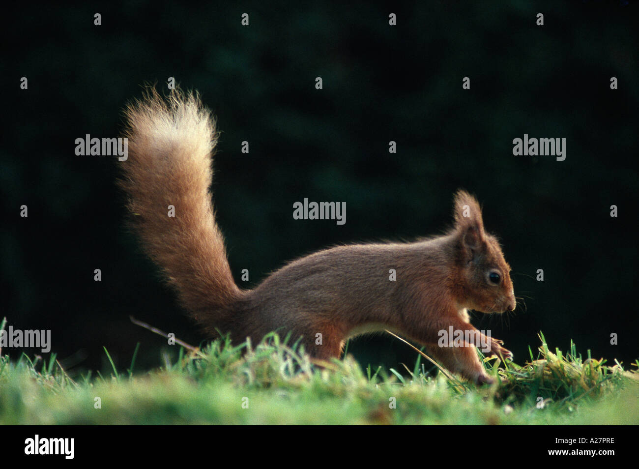 RED SQUIRREL BURYING NUT Stock Photo Alamy