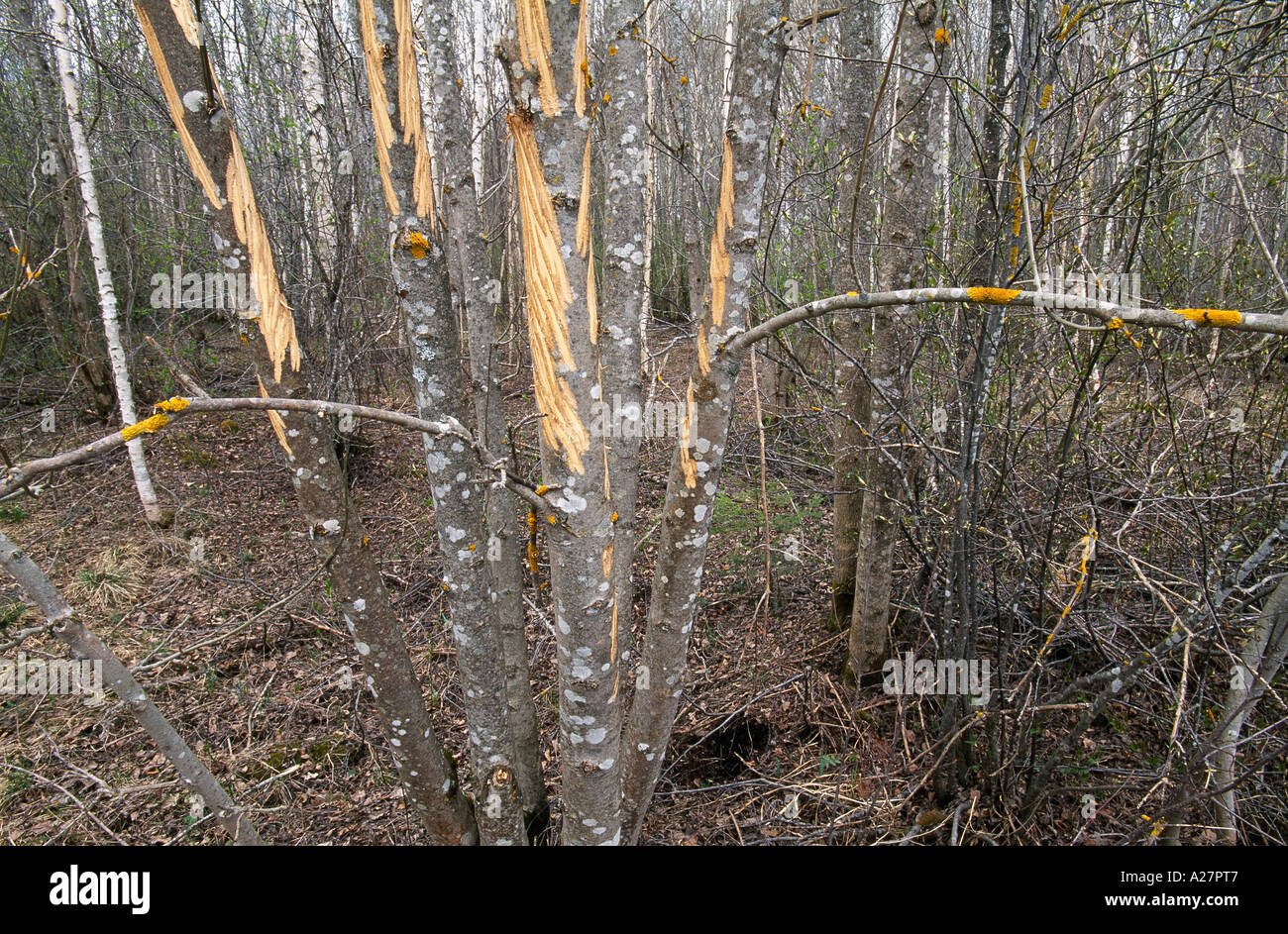 ASPEN BARK STRIPPED BY ELK Stock Photo Alamy